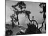 Large Tree Looming over Grasslands of Albert National Park in Africa-Eliot Elisofon-Mounted Photographic Print