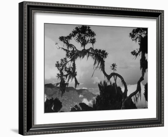 Large Tree Looming over Grasslands of Albert National Park in Africa-Eliot Elisofon-Framed Photographic Print