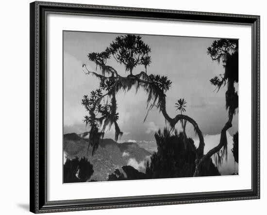 Large Tree Looming over Grasslands of Albert National Park in Africa-Eliot Elisofon-Framed Photographic Print