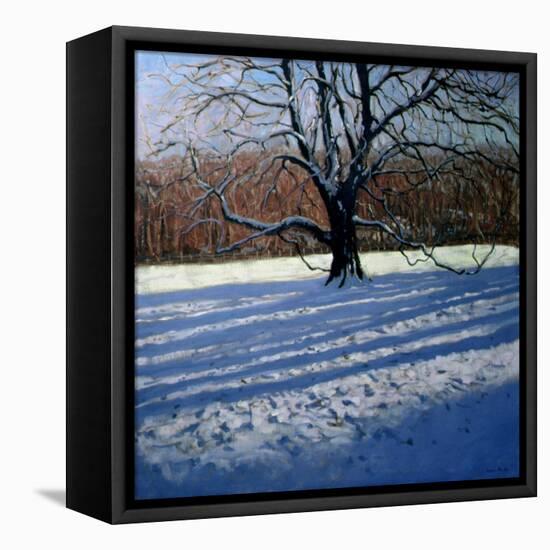 Large Tree, Snow, Calke Abbey-Andrew Macara-Framed Premier Image Canvas