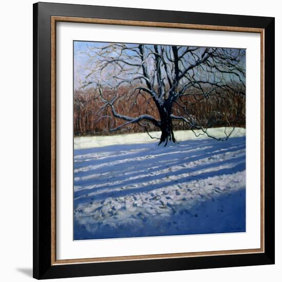 Large Tree, Snow, Calke Abbey-Andrew Macara-Framed Giclee Print