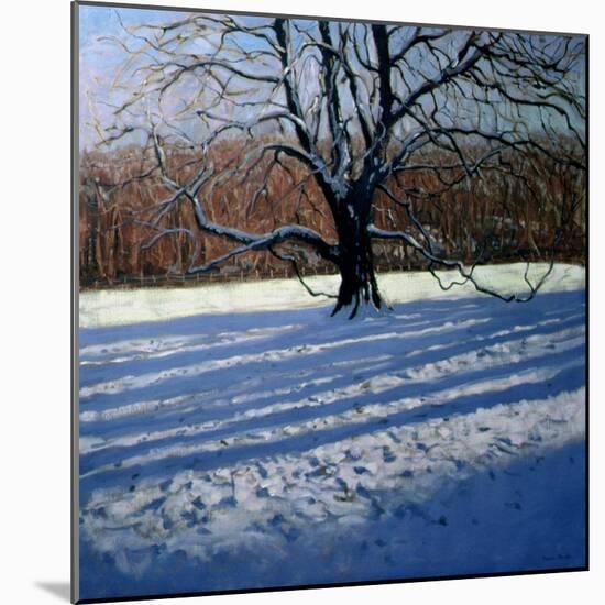 Large Tree, Snow, Calke Abbey-Andrew Macara-Mounted Giclee Print