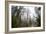 Large Trees In Sequoia National Park, California-Michael Hanson-Framed Photographic Print