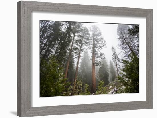 Large Trees In Sequoia National Park, California-Michael Hanson-Framed Photographic Print