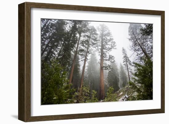Large Trees In Sequoia National Park, California-Michael Hanson-Framed Photographic Print