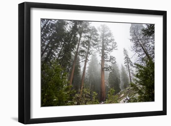 Large Trees In Sequoia National Park, California-Michael Hanson-Framed Photographic Print