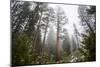 Large Trees In Sequoia National Park, California-Michael Hanson-Mounted Photographic Print