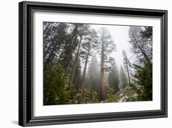 Large Trees In Sequoia National Park, California-Michael Hanson-Framed Photographic Print