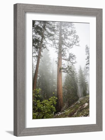 Large Trees In Sequoia National Park, California-Michael Hanson-Framed Photographic Print