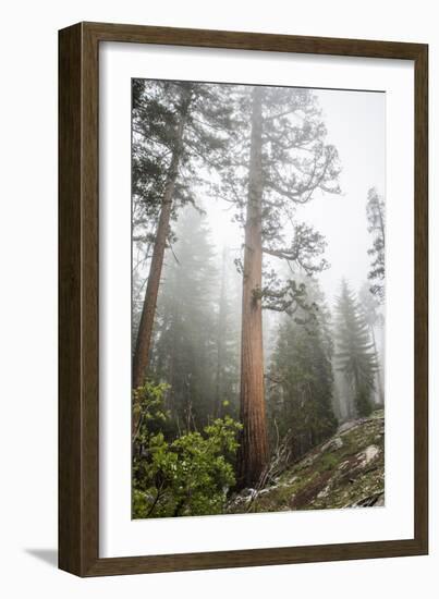 Large Trees In Sequoia National Park, California-Michael Hanson-Framed Photographic Print