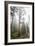 Large Trees In Sequoia National Park, California-Michael Hanson-Framed Photographic Print