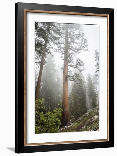 Large Trees In Sequoia National Park, California-Michael Hanson-Framed Photographic Print