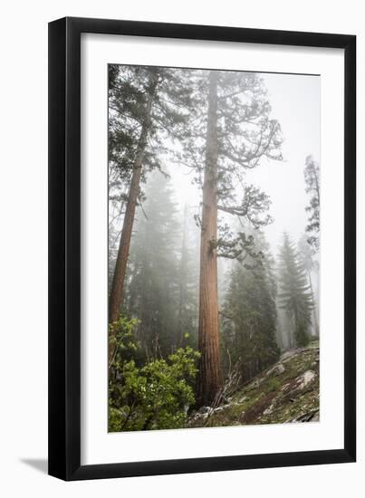 Large Trees In Sequoia National Park, California-Michael Hanson-Framed Photographic Print