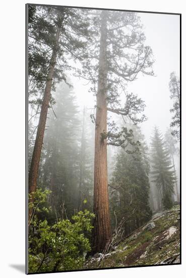 Large Trees In Sequoia National Park, California-Michael Hanson-Mounted Photographic Print