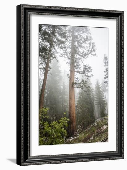 Large Trees In Sequoia National Park, California-Michael Hanson-Framed Photographic Print