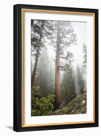 Large Trees In Sequoia National Park, California-Michael Hanson-Framed Photographic Print