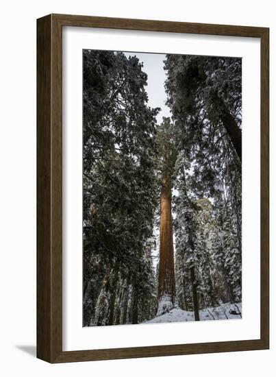 Large Trees In Sequoia National Park, California-Michael Hanson-Framed Photographic Print