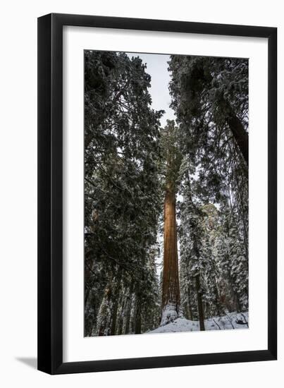 Large Trees In Sequoia National Park, California-Michael Hanson-Framed Photographic Print