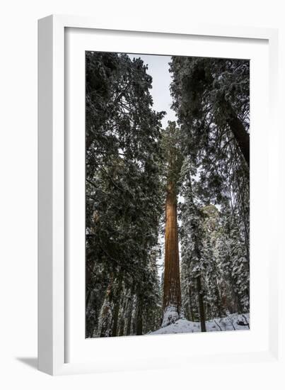 Large Trees In Sequoia National Park, California-Michael Hanson-Framed Photographic Print