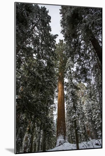 Large Trees In Sequoia National Park, California-Michael Hanson-Mounted Photographic Print