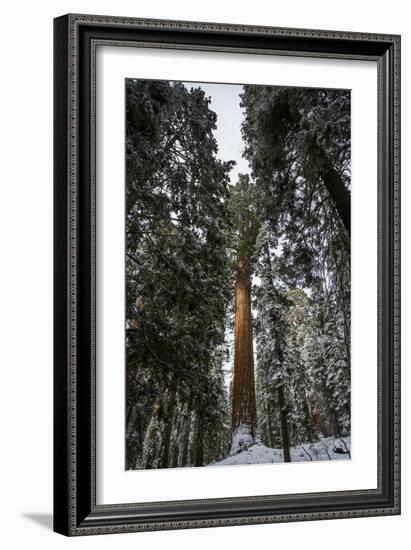 Large Trees In Sequoia National Park, California-Michael Hanson-Framed Photographic Print