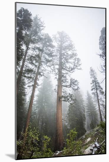 Large Trees In Sequoia National Park, California-Michael Hanson-Mounted Photographic Print