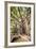 Large Twisted Roots of a Moreton Bay Fig Tree (Banyan Tree) (Ficus Macrophylla)-Matthew Williams-Ellis-Framed Photographic Print