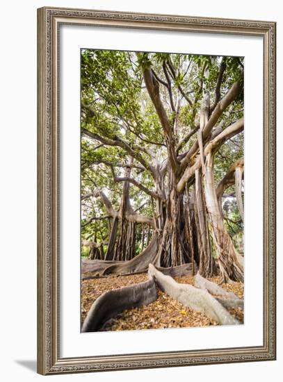 Large Twisted Roots of a Moreton Bay Fig Tree (Banyan Tree) (Ficus Macrophylla)-Matthew Williams-Ellis-Framed Photographic Print