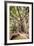 Large Twisted Roots of a Moreton Bay Fig Tree (Banyan Tree) (Ficus Macrophylla)-Matthew Williams-Ellis-Framed Photographic Print