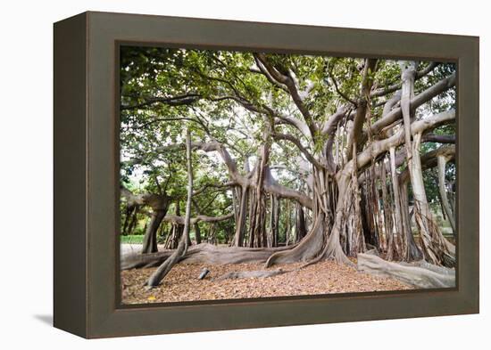 Large Twisted Roots of a Moreton Bay Fig Tree (Banyan Tree) (Ficus Macrophylla)-Matthew Williams-Ellis-Framed Premier Image Canvas