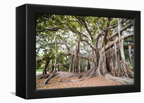 Large Twisted Roots of a Moreton Bay Fig Tree (Banyan Tree) (Ficus Macrophylla)-Matthew Williams-Ellis-Framed Premier Image Canvas