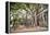Large Twisted Roots of a Moreton Bay Fig Tree (Banyan Tree) (Ficus Macrophylla)-Matthew Williams-Ellis-Framed Premier Image Canvas