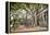 Large Twisted Roots of a Moreton Bay Fig Tree (Banyan Tree) (Ficus Macrophylla)-Matthew Williams-Ellis-Framed Premier Image Canvas