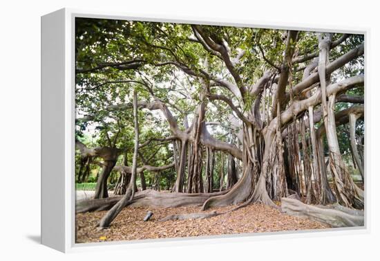 Large Twisted Roots of a Moreton Bay Fig Tree (Banyan Tree) (Ficus Macrophylla)-Matthew Williams-Ellis-Framed Premier Image Canvas