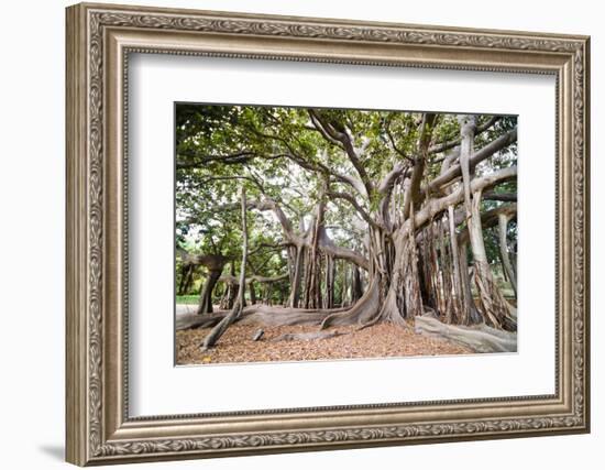 Large Twisted Roots of a Moreton Bay Fig Tree (Banyan Tree) (Ficus Macrophylla)-Matthew Williams-Ellis-Framed Photographic Print