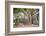 Large Twisted Roots of a Moreton Bay Fig Tree (Banyan Tree) (Ficus Macrophylla)-Matthew Williams-Ellis-Framed Photographic Print