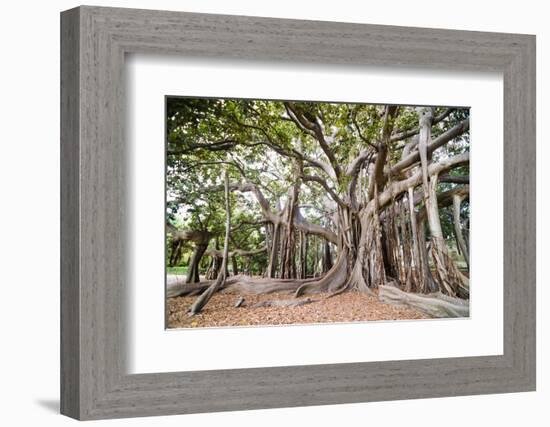 Large Twisted Roots of a Moreton Bay Fig Tree (Banyan Tree) (Ficus Macrophylla)-Matthew Williams-Ellis-Framed Photographic Print