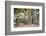 Large Twisted Roots of a Moreton Bay Fig Tree (Banyan Tree) (Ficus Macrophylla)-Matthew Williams-Ellis-Framed Photographic Print