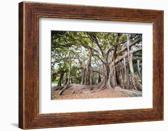 Large Twisted Roots of a Moreton Bay Fig Tree (Banyan Tree) (Ficus Macrophylla)-Matthew Williams-Ellis-Framed Photographic Print