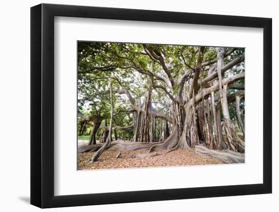 Large Twisted Roots of a Moreton Bay Fig Tree (Banyan Tree) (Ficus Macrophylla)-Matthew Williams-Ellis-Framed Photographic Print