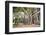 Large Twisted Roots of a Moreton Bay Fig Tree (Banyan Tree) (Ficus Macrophylla)-Matthew Williams-Ellis-Framed Photographic Print