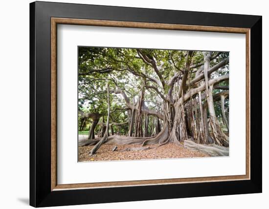 Large Twisted Roots of a Moreton Bay Fig Tree (Banyan Tree) (Ficus Macrophylla)-Matthew Williams-Ellis-Framed Photographic Print