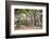 Large Twisted Roots of a Moreton Bay Fig Tree (Banyan Tree) (Ficus Macrophylla)-Matthew Williams-Ellis-Framed Photographic Print