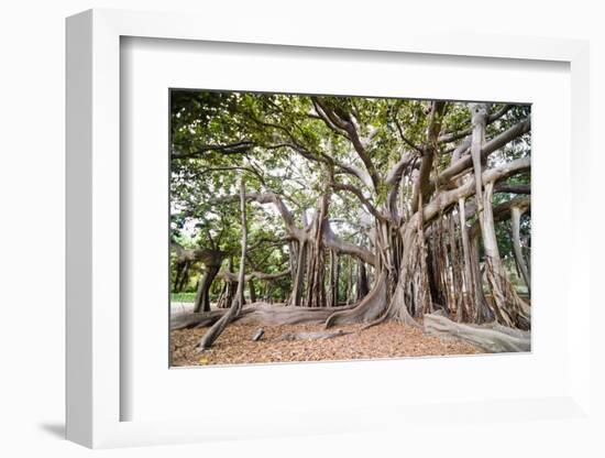 Large Twisted Roots of a Moreton Bay Fig Tree (Banyan Tree) (Ficus Macrophylla)-Matthew Williams-Ellis-Framed Photographic Print