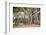 Large Twisted Roots of a Moreton Bay Fig Tree (Banyan Tree) (Ficus Macrophylla)-Matthew Williams-Ellis-Framed Photographic Print