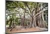 Large Twisted Roots of a Moreton Bay Fig Tree (Banyan Tree) (Ficus Macrophylla)-Matthew Williams-Ellis-Mounted Photographic Print