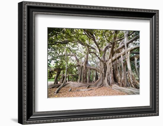 Large Twisted Roots of a Moreton Bay Fig Tree (Banyan Tree) (Ficus Macrophylla)-Matthew Williams-Ellis-Framed Photographic Print