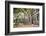 Large Twisted Roots of a Moreton Bay Fig Tree (Banyan Tree) (Ficus Macrophylla)-Matthew Williams-Ellis-Framed Photographic Print