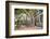 Large Twisted Roots of a Moreton Bay Fig Tree (Banyan Tree) (Ficus Macrophylla)-Matthew Williams-Ellis-Framed Photographic Print