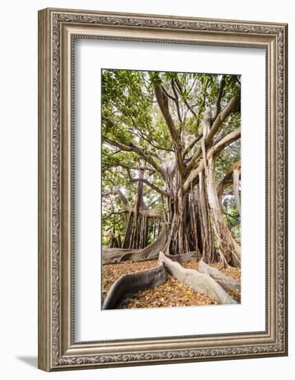 Large Twisted Roots of a Moreton Bay Fig Tree (Banyan Tree) (Ficus Macrophylla)-Matthew Williams-Ellis-Framed Photographic Print